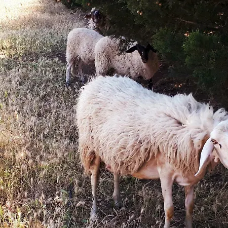 Hébergement de vacances Teseo *